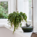 20120614WF9R0041-Peperomia_Prostrata.jpg