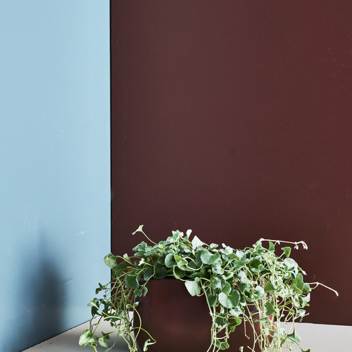 Dichondra Convolvulaceae (442040)