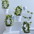 Kjeld_Hansen_-Ceropegia1.jpg