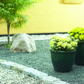 chrysania_3_2006.tif
