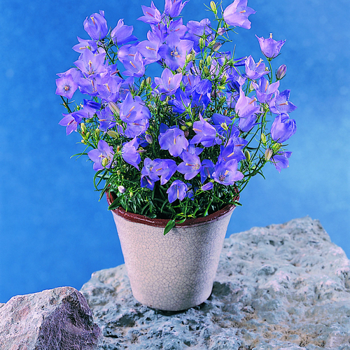 Campanula Campanulaceae (7651)