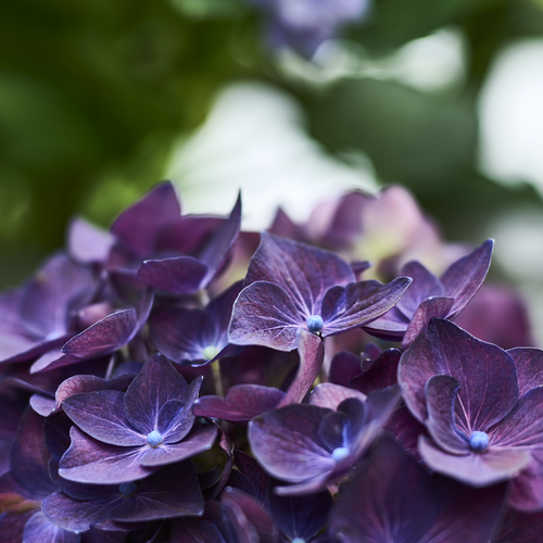 Hydrangea Saxifragaceae (409055)