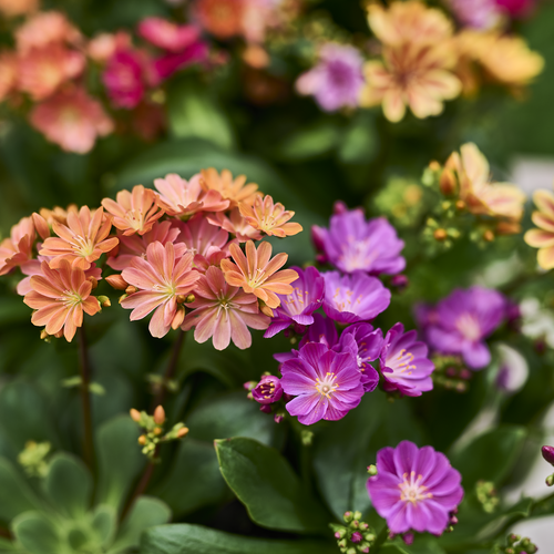 Lewisia Portulacaceae (409060)