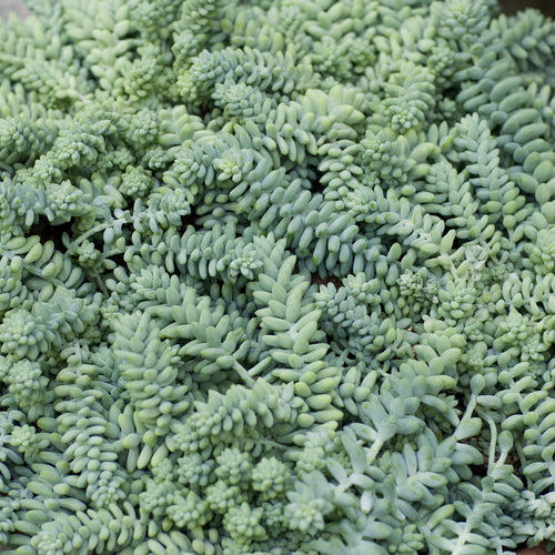 Sedum Crassulaceae (14575)