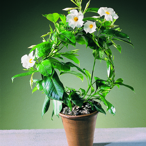 Mandevilla (Dipladenia) Apocynaceae (11561)