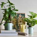 Nordfyn_-_Philodendron_hybrid.jpg