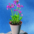 908b-primula_denti.tif