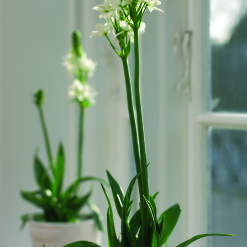 Ornithogalum Hyacinthaceae (11941)