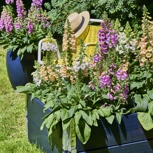 Digitalis Scrophulariaceae (440650)