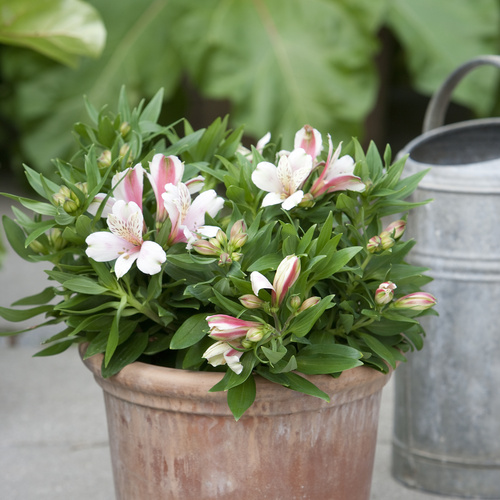 Alstroemeria Amaryllidaceae (6451)