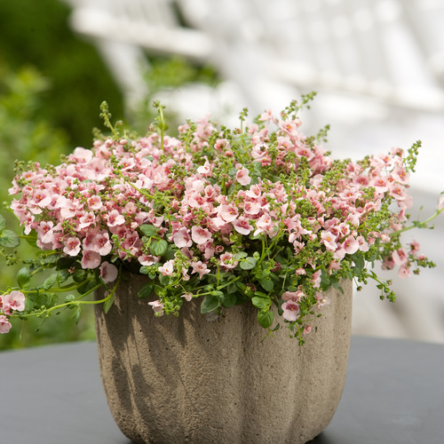 Diascia Scrophulariaceae (8719)