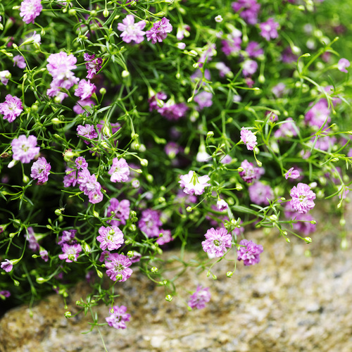 Gypsophila Caryophyllaceae (9884)