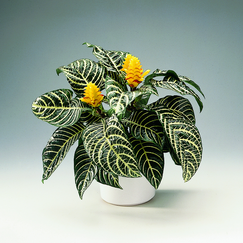 Aphelandra Acanthaceae (6557)