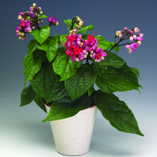 Clerodendrum Verbenaceae (8220)