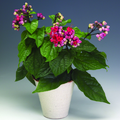 clerodendrum_x_speciosum1.tif