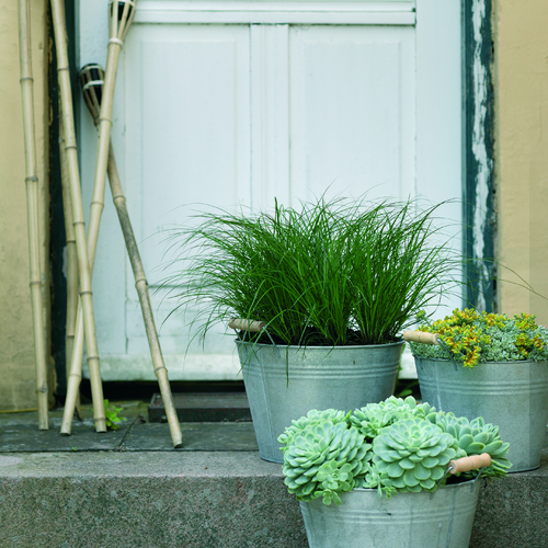 Carex Cyperaceae (7814)