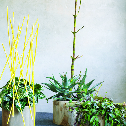 Aphelandra Acanthaceae (6560)