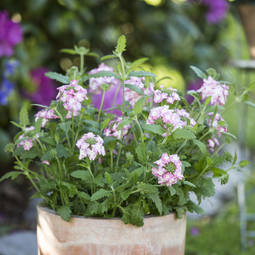 Verbena Verbenaceae (15202)