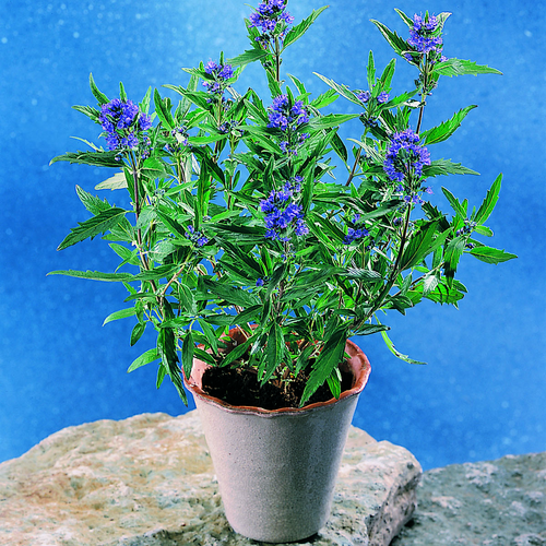 Caryopteris Verbenaceae (7844)