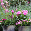 Dahlia_Osteospermum_Salvia_Curcuma_Petunia_Kalanchoe_Verbena_Ipomoea.jpg