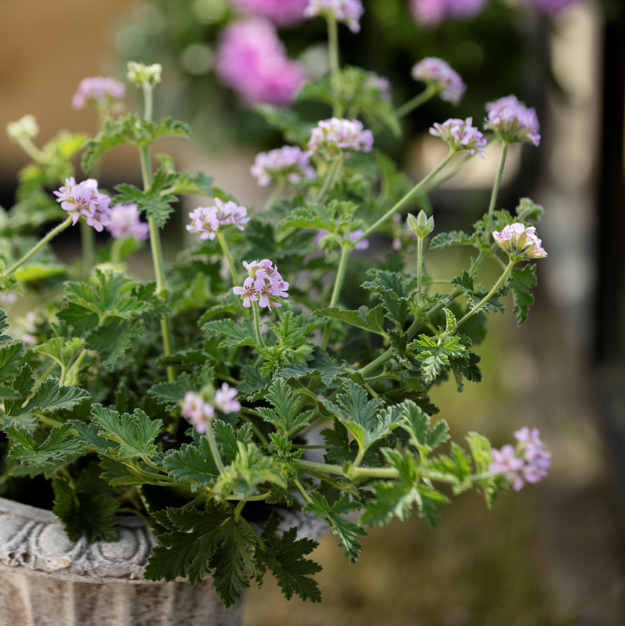 Duftpelargonier