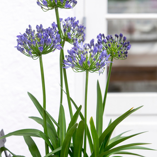 Agapanthus Alliaceae (6339)