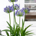 Agapanthus-5.JPG