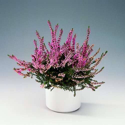 Calluna Ericaceae (7345)