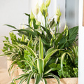 Chlorophytum_comosum_-_luftrensere_4__1_.jpg