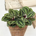 Calathea_roseopicta_20191126__2_.JPG