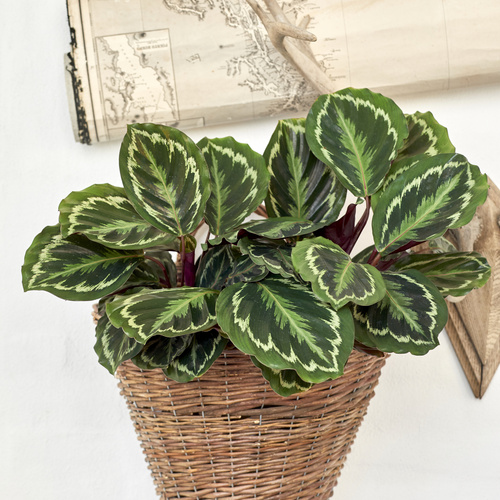 Calathea Marantaceae (305057)