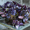 Oxalis_triangularis_-_Per_Ulrich.tif