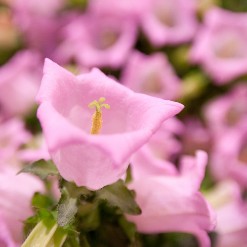 Campanula Campanulaceae (7527)