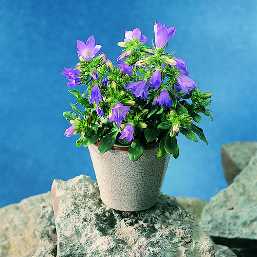 Campanula Campanulaceae (7652)