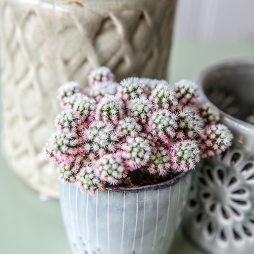 Mammillaria Cactaceae (11555)