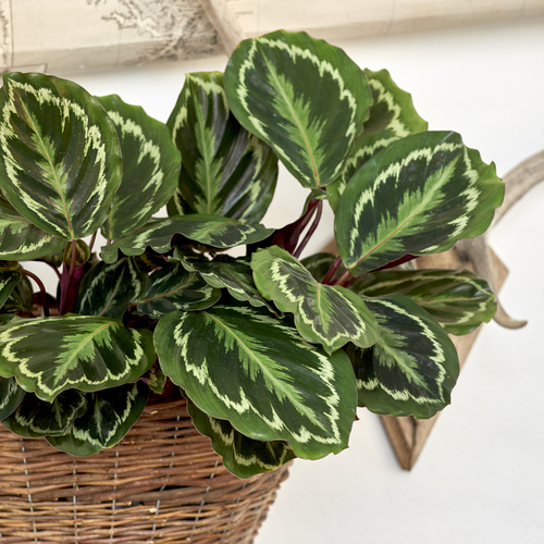 Calathea Marantaceae (305056)