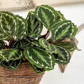 Calathea_roseopicta_20191126__3_.JPG