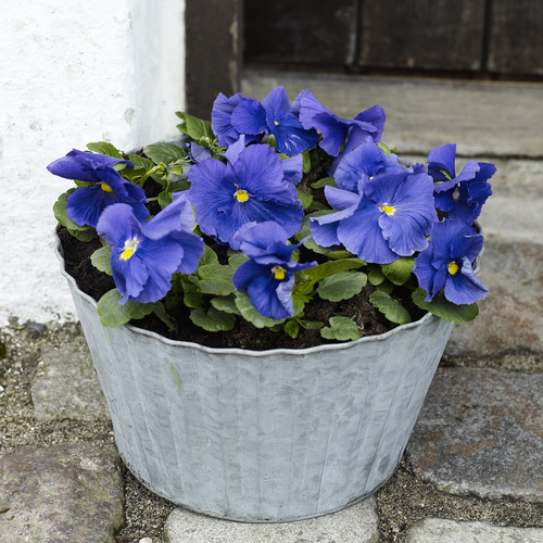 Viola Violaceae (15310)