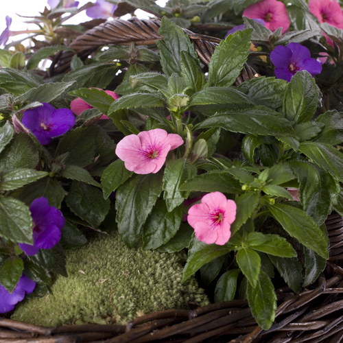 Catharanthus Apocynaceae (7854)