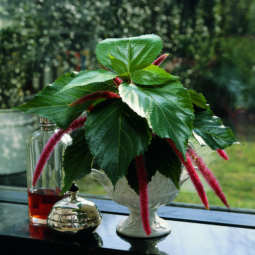 Acalypha Euphorbiaceae (6225)