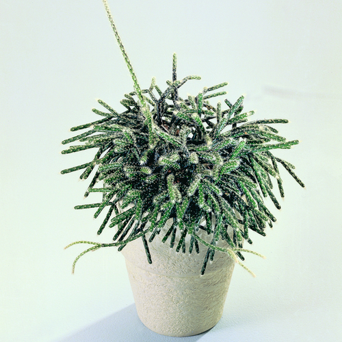 Rhipsalis Cactaceae (13232)