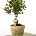 Quercus_suber.jpg