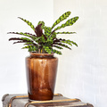 Calathea_rufibarba_20191126__1_.JPG