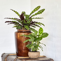 Calathea_rufibarba_20191126__3_.JPG