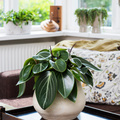 20120626Y61A0089-Peperomia_Maculosa.jpg