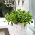 20120626Y61A0107-Peperomia_Nummularifolia.jpg