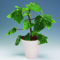 begonia_hispida_var_cucullifera1.tif