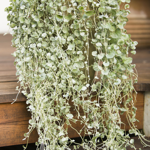 Dichondra Convolvulaceae (8729)