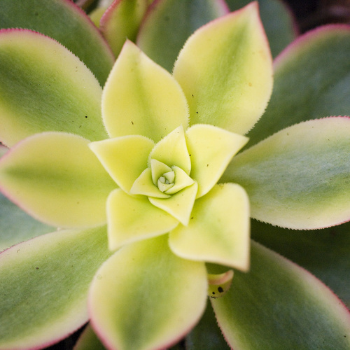 Aeonium Crassulaceae (6307)