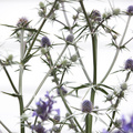 Eryngium_010812_23.jpg